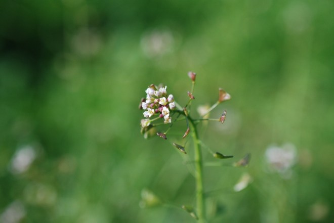 Shepherds purse