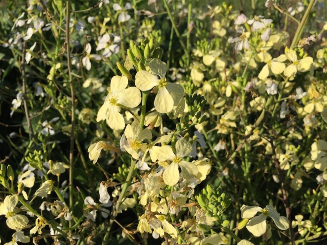 wild radish
