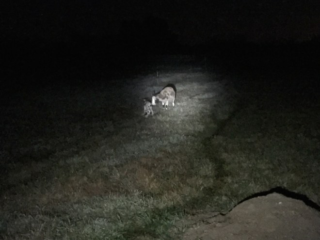 12097 Ginseng and lambs