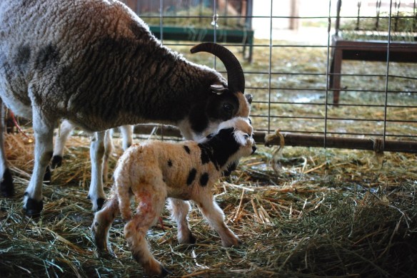 12098 Foxglove and lambs (1)