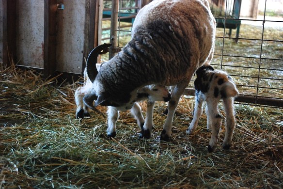 12098 Foxglove and lambs