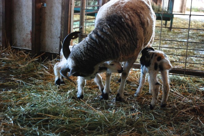 12098 Foxglove and lambs