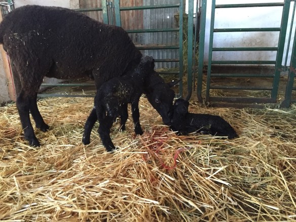 14027 Esmerelda and lambs