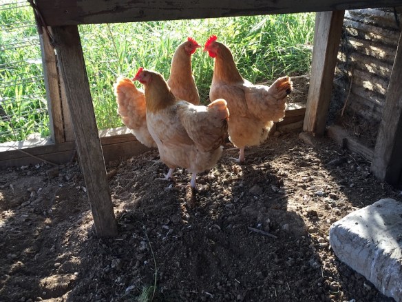 New chickens from Carolyn