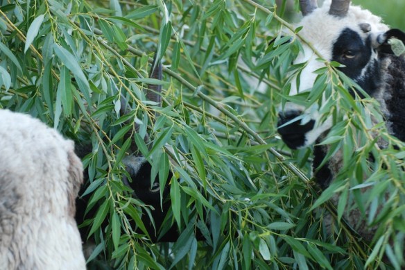 sheep in willow tree