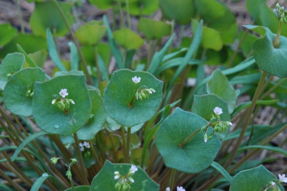 Miner's lettuce