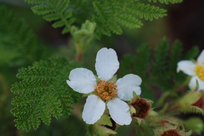 Mountain misery, Chamaebatia foliolosa