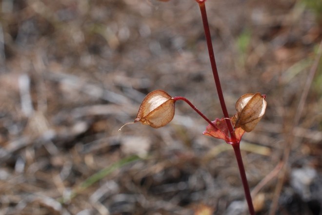 Monkey flower, Mimulus sp seedpod