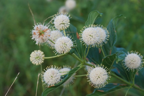 Buttonbush
