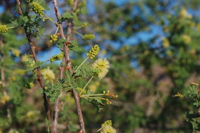 Catclaw acacia, Acacia greggii