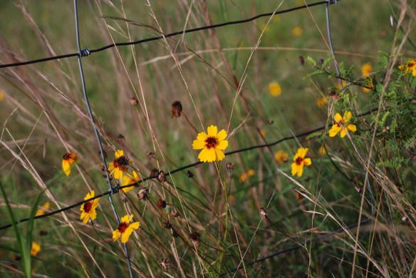 Green thread, Thelesperma filifolium
