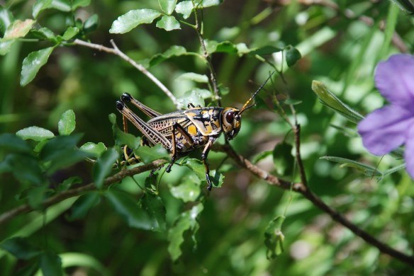 Horse lubber grasshopper