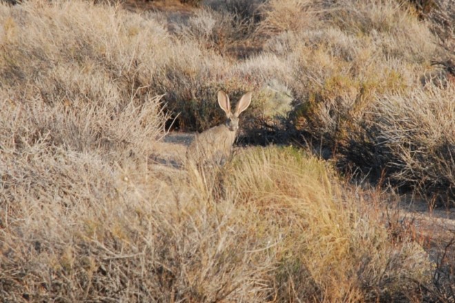 jack rabbit