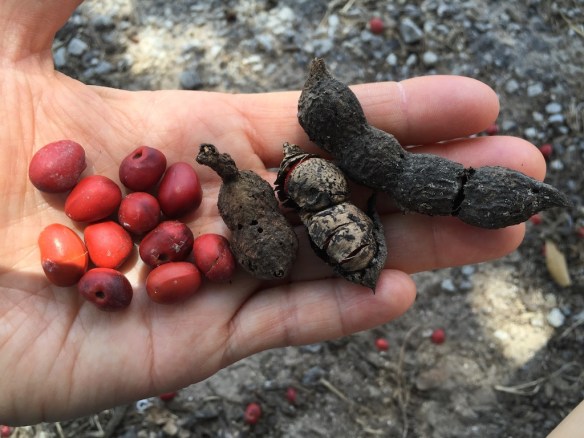 Mescalbean, Mtn laurel (1)