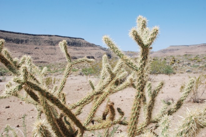 Mohave National Preserve (2)