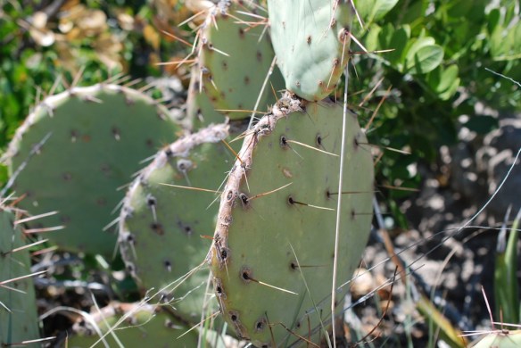 prickly pear