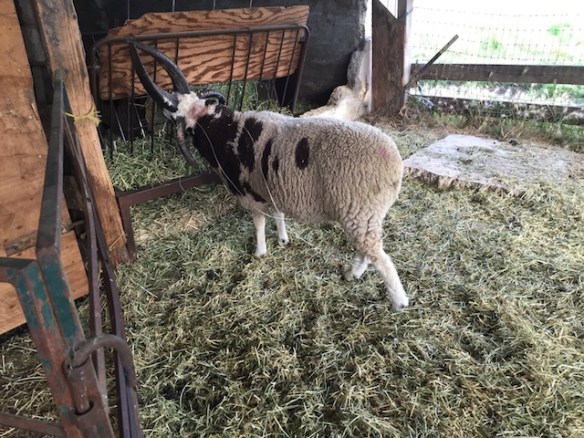 Ram and broken e-fence (1)