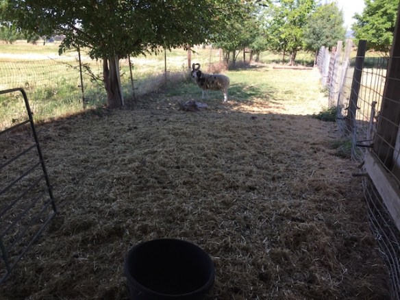 Ram and broken e-fence