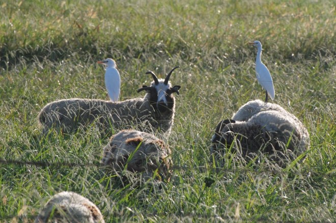 cattle egret