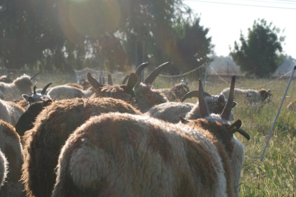 sheep going to pasture (1)