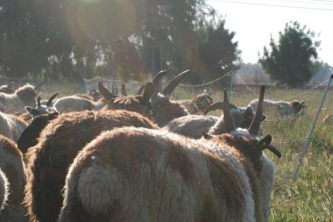 sheep going to pasture (1)
