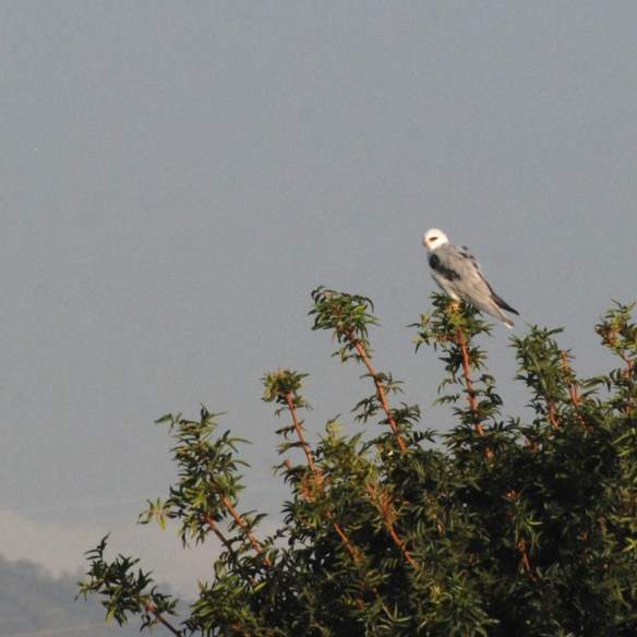 white tailed kite