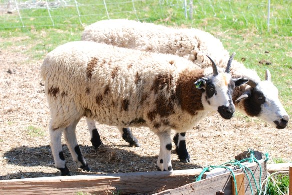 15015 rt and Ginseng