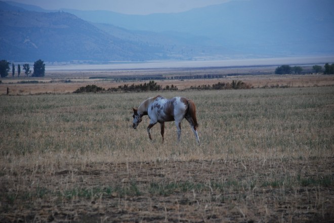 Hank, Surprise Valley