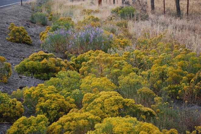 rabbitbrush