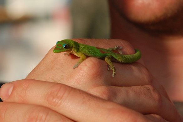 DSC_3319 gecko