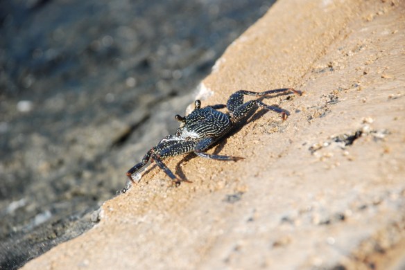 DSC_4044-crab