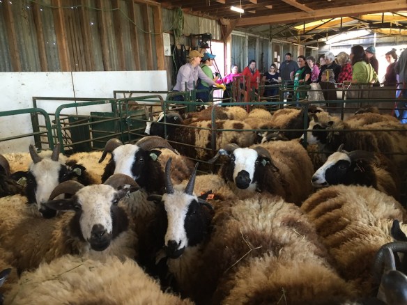 IMG_8601-waiting for shearing