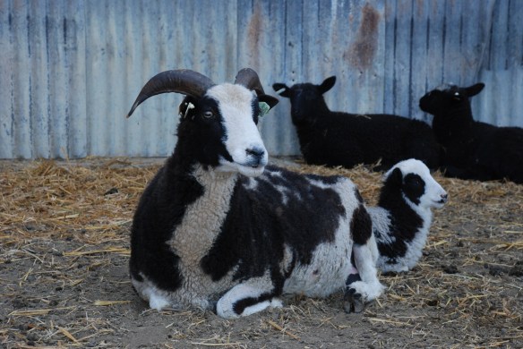 1056 Hot Lips &amp; lamb