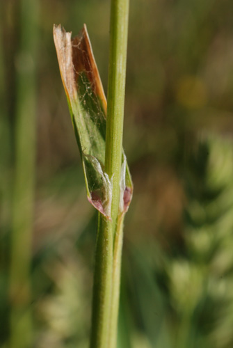 Orchardgrass ligule