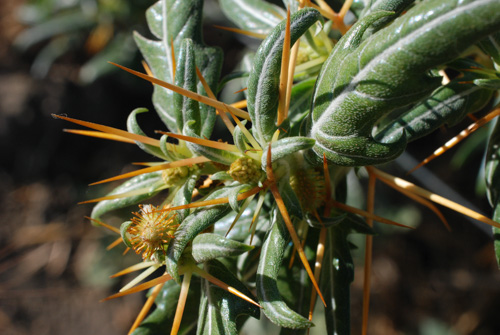 Spiny cocklebur-close2
