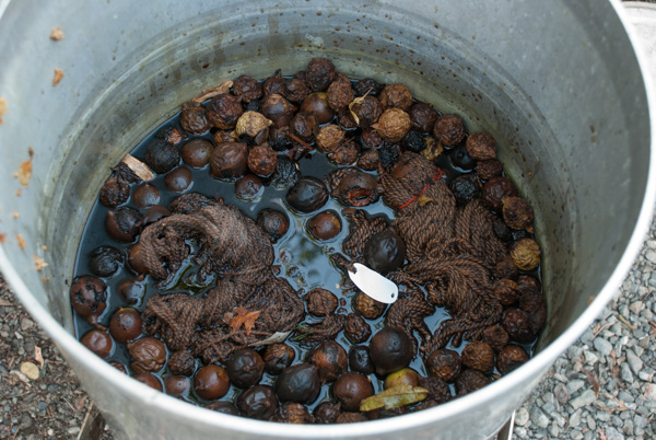 black-walnut-dye