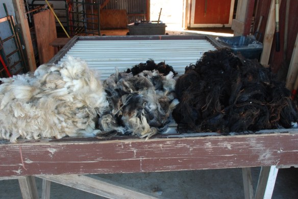 DSC_5588-after sorting.jpg