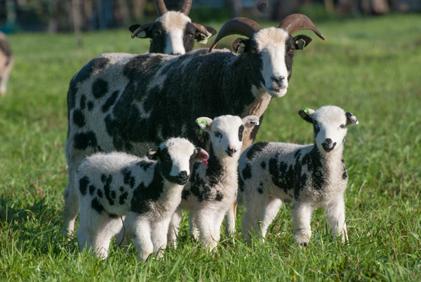 1056 Hot Lips and lambs