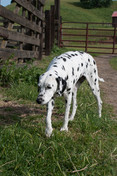 Timm Ranch shearing 4-2017-10