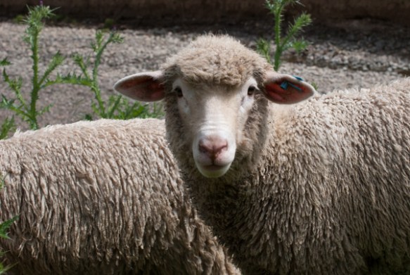 Timm Ranch shearing 4-2017-19