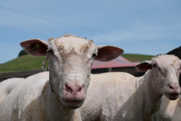 Timm Ranch shearing 4-2017-21