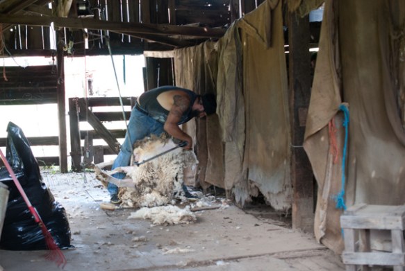 Timm Ranch shearing 4-2017-22
