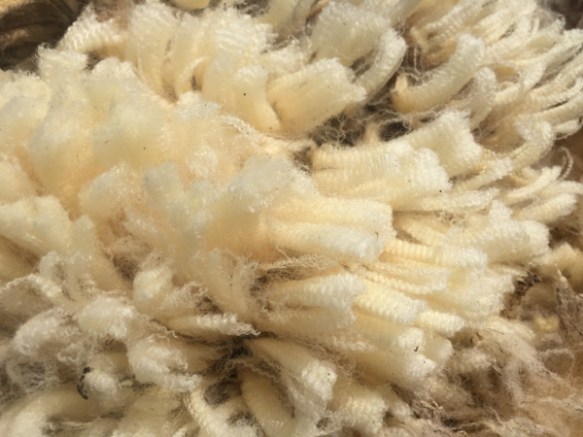 Timm Ranch shearing 4-2017-28