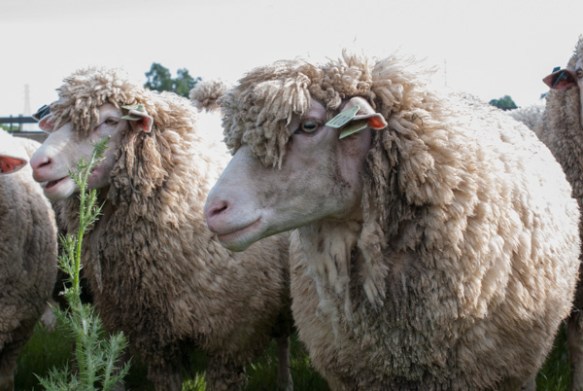 Timm Ranch shearing 4-2017-3