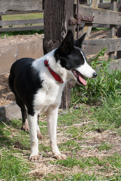 Timm Ranch shearing 4-2017-9
