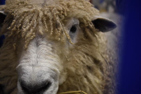 Leicester Longwool-4