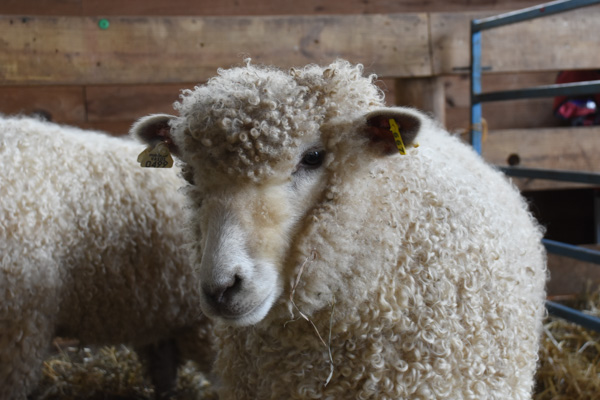Leicester Longwool
