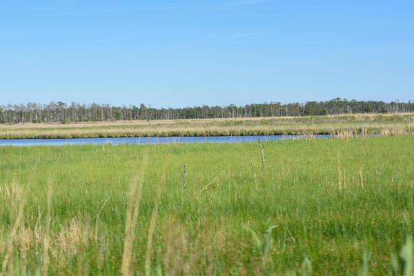 Marsh-Dorchester Cty