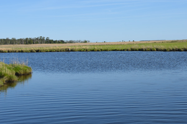Marsh-Dorchester Cty