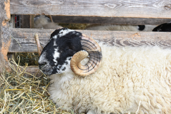 Scottish Blackface-2